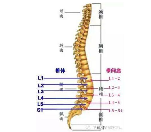 腰椎骨腰椎4—5節(jié)位置圖片