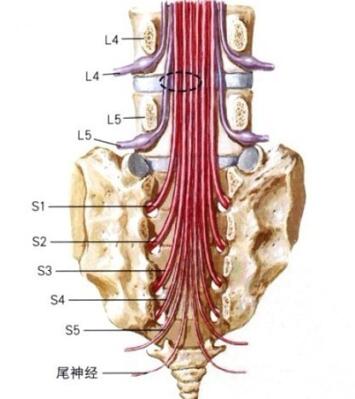 腰椎骨腰椎4—5節(jié)位置圖片