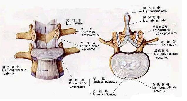 腰椎間盤突出骨骼圖