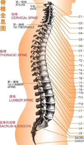 腰椎骨腰椎4—5節(jié)位置圖片