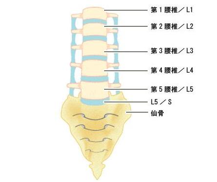 腰椎骨腰椎4—5節(jié)位置圖片