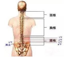 腰椎骨腰椎4—5節(jié)位置圖片