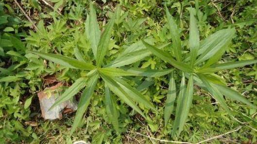 農(nóng)村的這種野草,對治療牛皮癬效果很好