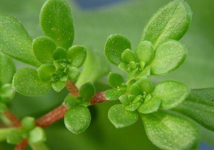 一個(gè)野菜治療牛皮癬的偏方