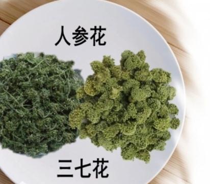 三七花真假鑒別方法